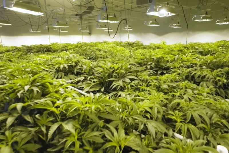 Cannabusters: Why Oxidative Odor Elimination is Perfect for Grow Rooms Cannabusters: Why Oxidative Odor Elimination is Perfect for Grow Rooms